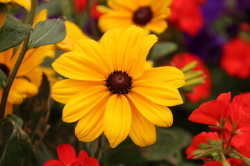 Summers Flowers, Elk Island National Park, Alberta