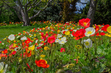 meadow of colorful poppies