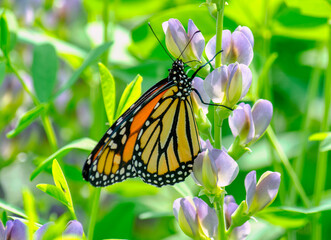 Fototapeta premium monarch climbs a delicate flower
