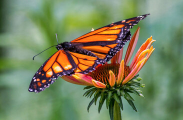 monarch butterfly on an orange flower