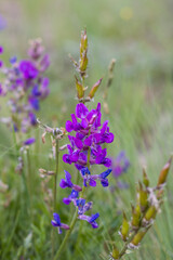 Purple flowers in the forest