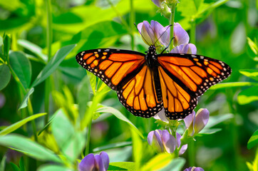 monarch butterfly with wings spread in a garden