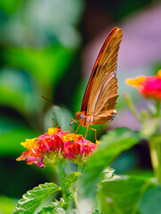 Julia butterfly perched on a   bright colored flower
