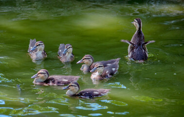 Show off baby duck swims with a group of fuzzy little  siblings