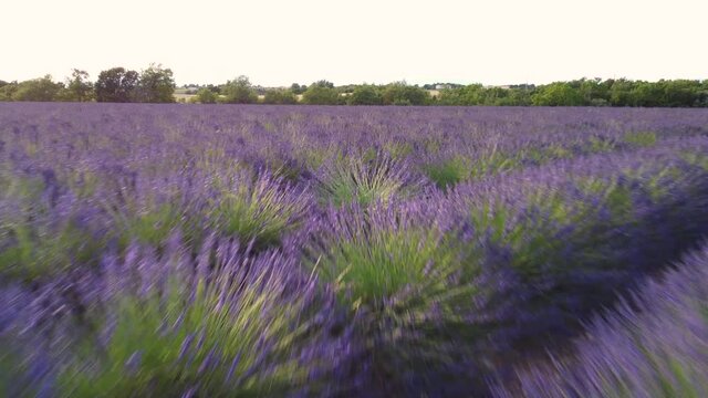 Lavender organic agriculture cultivation field in Valensole, Provence