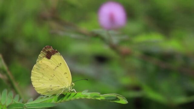 A Eurema Blanda, a yellow butterfly rests on a leaf and flies away.