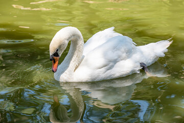 a white swan swims on a lake