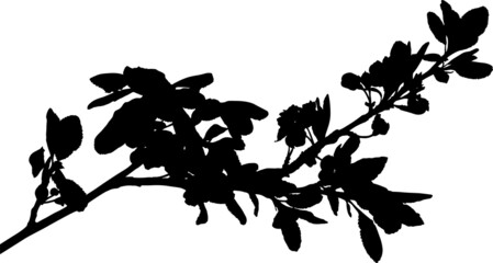 plum tree blossoming branch isolated black silhouette © Alexander Potapov