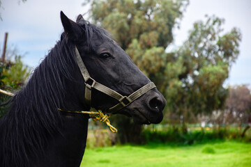 Black beautiful horse with green landscape