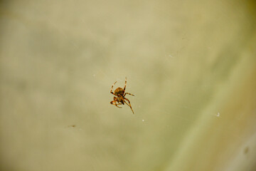 Garden spider with macro view