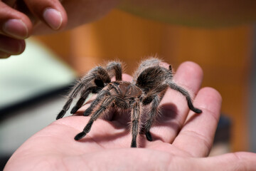 Tarantula from zo being held