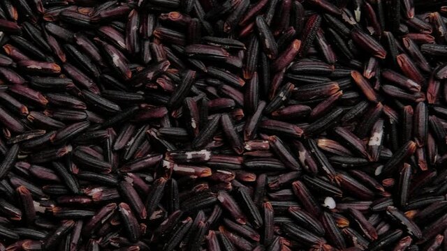 Dolly shot of Black rice berry, Top view, Close up.	 