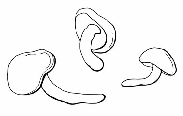 Linear set of mushrooms honey agarics. White background, isolate. Vector illustration.	