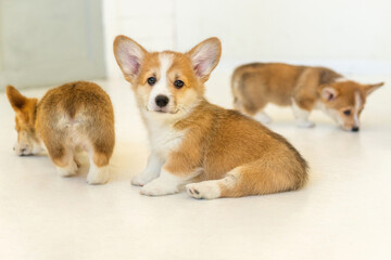 very cute corgi puppies red 5 pieces