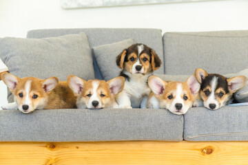 very cute corgi puppies dark and red 5 pieces