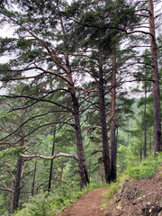 Obraz premium trees in the forest lake Baikal 