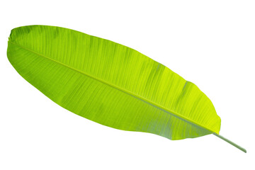 Banana leaf isolated on white background for design