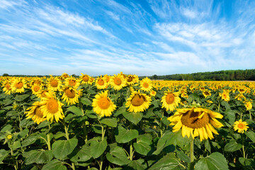 Beautiful summer day over sunflowers field