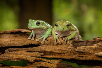 Couple of red eyed tree frog is sitting on the old wood.
