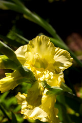 large varietal gladioli of yellow color are located on the side of the background bokeh