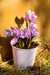 spring crocuses in the pot