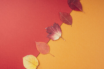 Dry autumn leaves on a bright red orange geometric background, flat, flat, top view, copy space. Minimal creative layout in autumn warm colors. Natural natural background. Art design