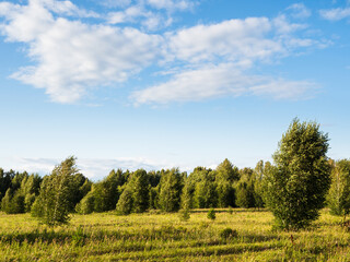 Grass, forest and blue summer sky. Rural area