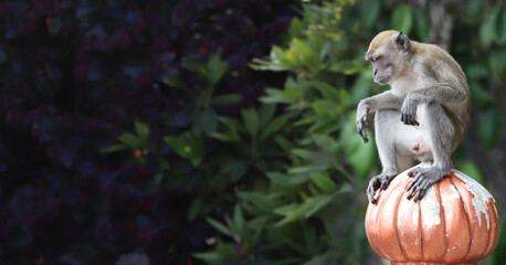 Sad monkey male sits on ancient stone decorative element