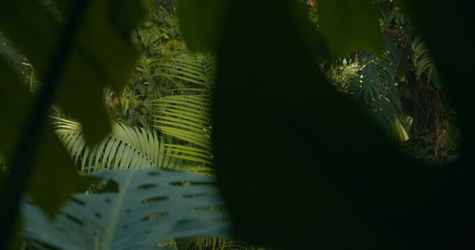 Silhouetted Foliage Canopy Lush Monstera And Palm Leaves At Botanical Garden Of Jardin des Plantes In Paris, France. - Closeup Shot
