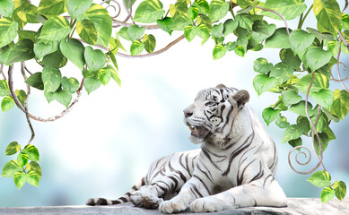Horizontal banner with exotical plants leaves and a lying white tiger