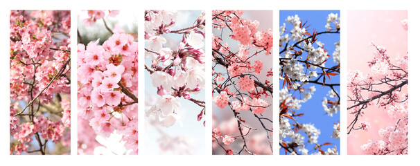 Set of vertical banner with sakura flowers of white and pink colors