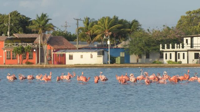 Flamingo Bird Nature Wildlife in  Reserve Los Roques