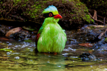 Common green magpie shower in forest