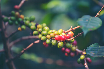 Obraz premium Ripe Red coffee bean berry plant fresh seed coffee tree growth in green eco organic farm. Close up red ripe seed robusta arabica berries harvest for coffee garden. Fresh coffee bean green leaf bush