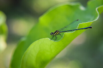 dragonfly on a leaf