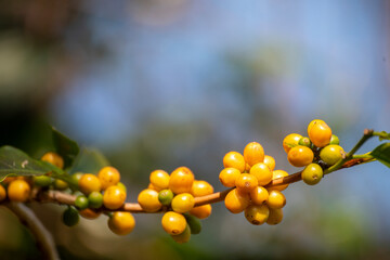 Yellow coffee bean berry plant fresh seed coffee tree growth in Yellow Bourbon eco organic farm. Close up yellow ripe seed berries harvest arabica coffee garden. Fresh coffee bean green leaf bush
