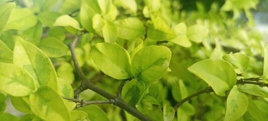 Fototapeta na wymiar close up of green leaves background