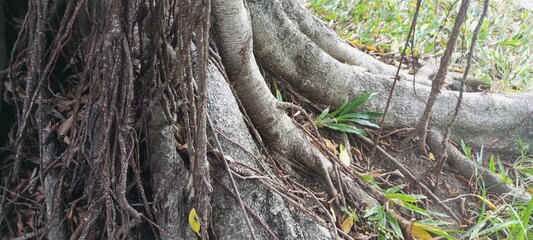 roots of a tree
