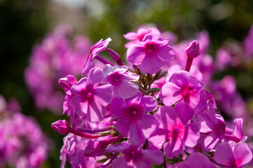 Fototapeta premium flowers in the garden