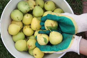 yellow pear harvest in the garden