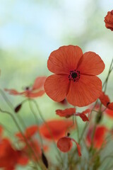 Fototapeta premium Four petals of a large red poppy