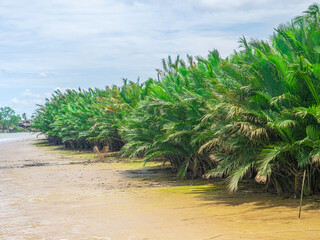Nypa fruticans Wurmb (Mangrove Palm, Nipa Palm, Nypa Palm) on tree in mangrove forest