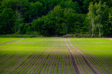 Biei, Hokkaido Japan
