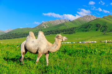 Camel in the Nalati grassland and beautiful natural landscape in Xinjiang,China.