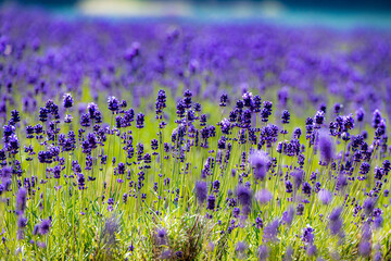 lavenders in Furano, Hokkaido