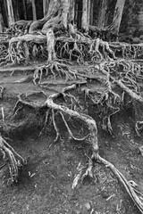 Closeup view of root of banyan tree in forest