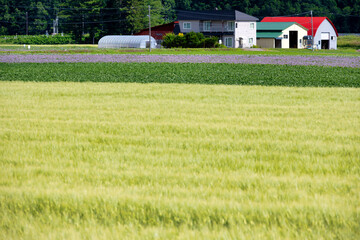 Biei, Hokkaido Japan