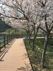 Obraz na płótnie Canvas a cherry blossom lake