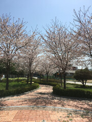 Cherry Blossom Road