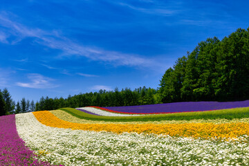 lavenders in Furano, Hokkaido